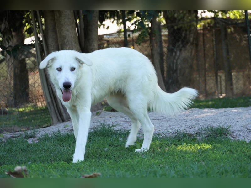 Madea - eine weiße Herzensbrecherin und ihre drei Schwestern
