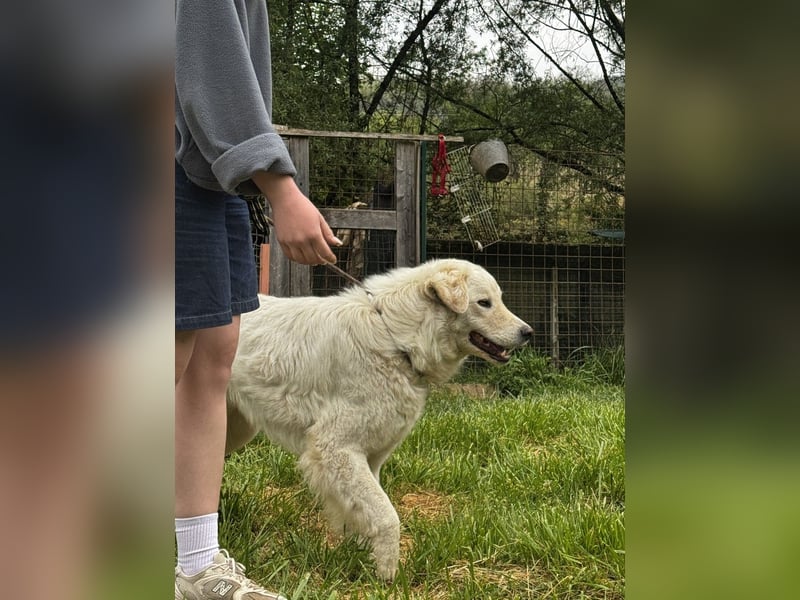 Boss - Wenn ein Name täuscht und ein Herz gewinnt