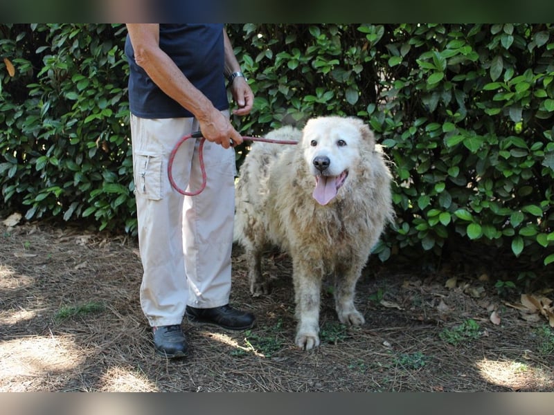 Noak - Alles nur Wunschdenken... ?