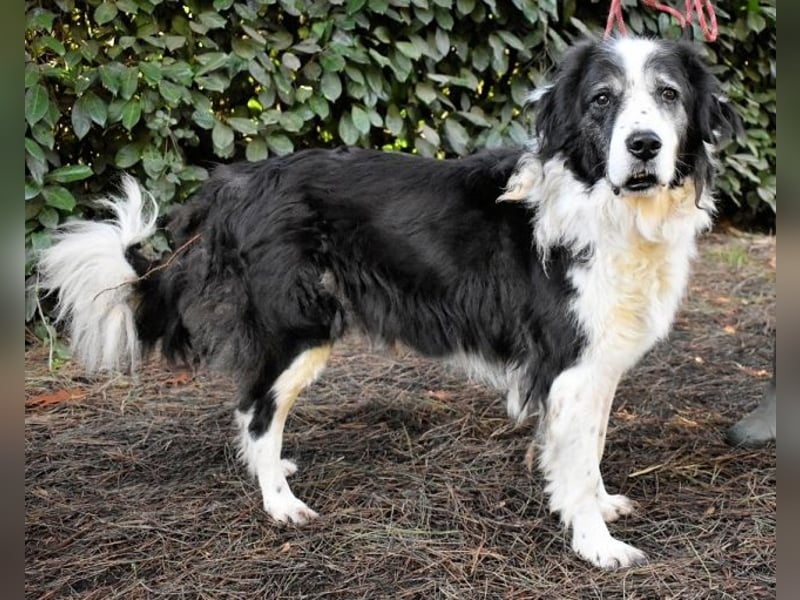 Hindah - Dreieinhalb Sommersprossen