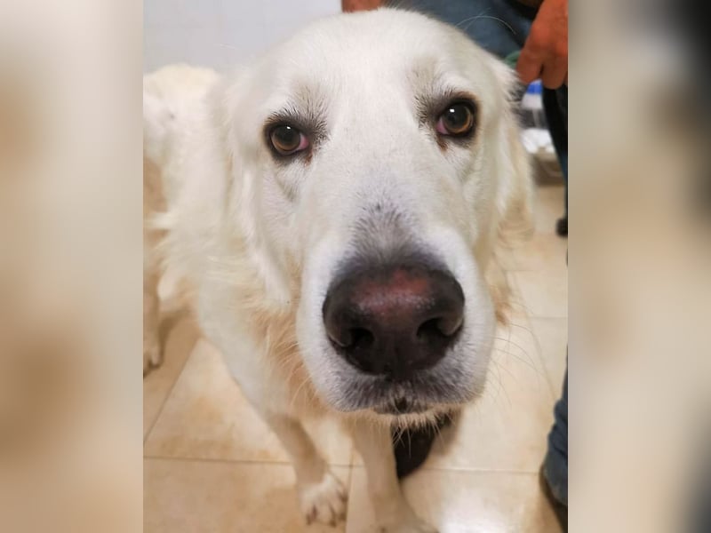 Aristodemo - nicht nur Schall und Rauch