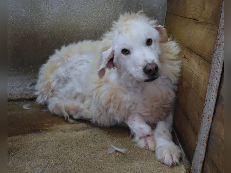 Haigen - SOS - Wenn das Foto zur Anklage wird.