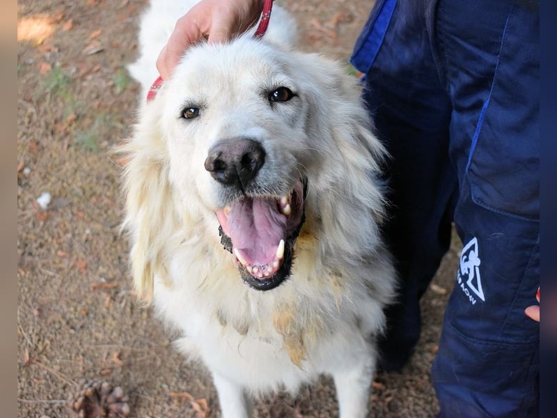 Aristodemo - nicht nur Schall und Rauch