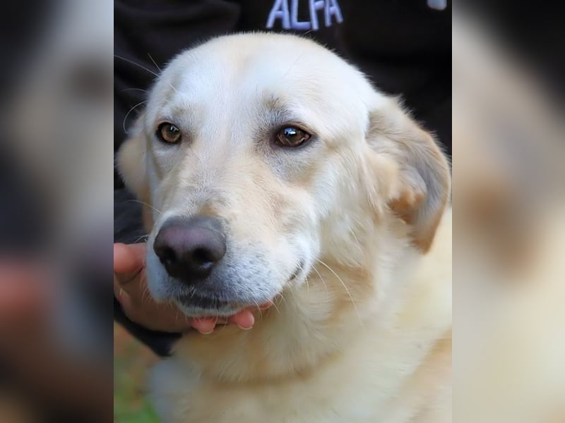 Yannick - SOS- (Dringend Pfflegestelle oder Zuhause gesucht )verloren zwischen Angst und Bindung