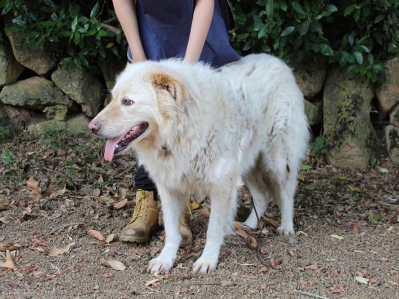 Pinturicchio - Finde den Fehler!