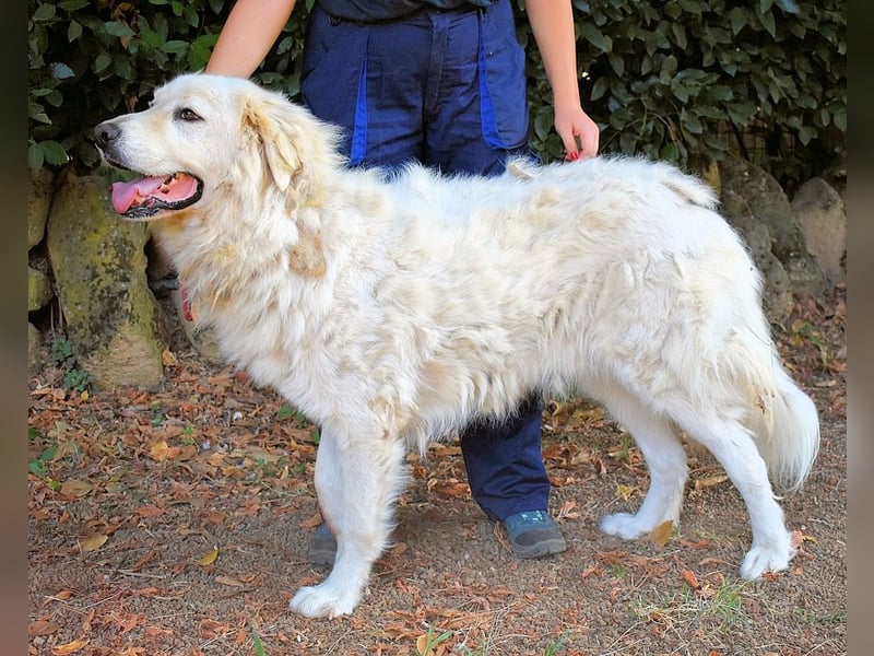 Aristodemo - nicht nur Schall und Rauch