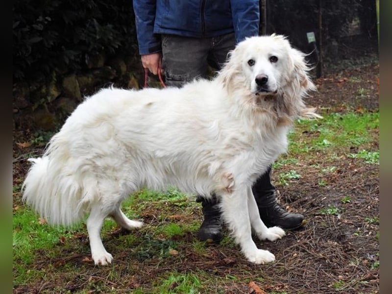 Aristodemo - nicht nur Schall und Rauch