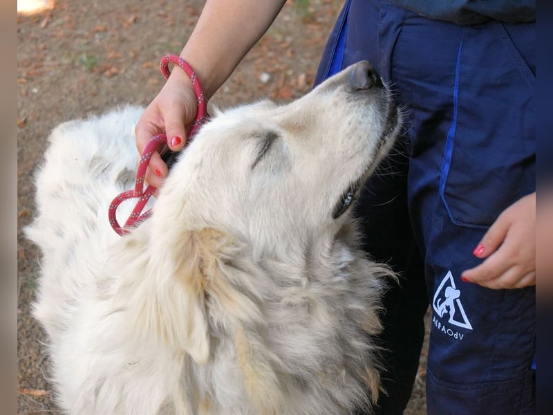 Aristodemo - nicht nur Schall und Rauch