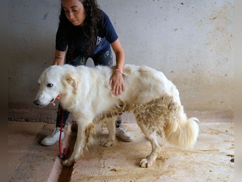 Hadrianus - weiß, es wird einmal ein Wunder gescheh'n