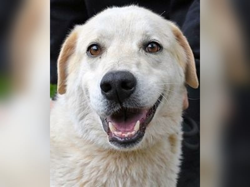 Neeko - Traumhund sucht Traummenschen