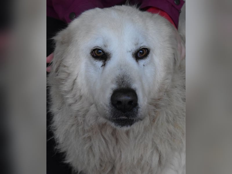 Daigle - "Tauschen Sie den Rest Ihres Zögerns gegen den Rest meines Lebens!"