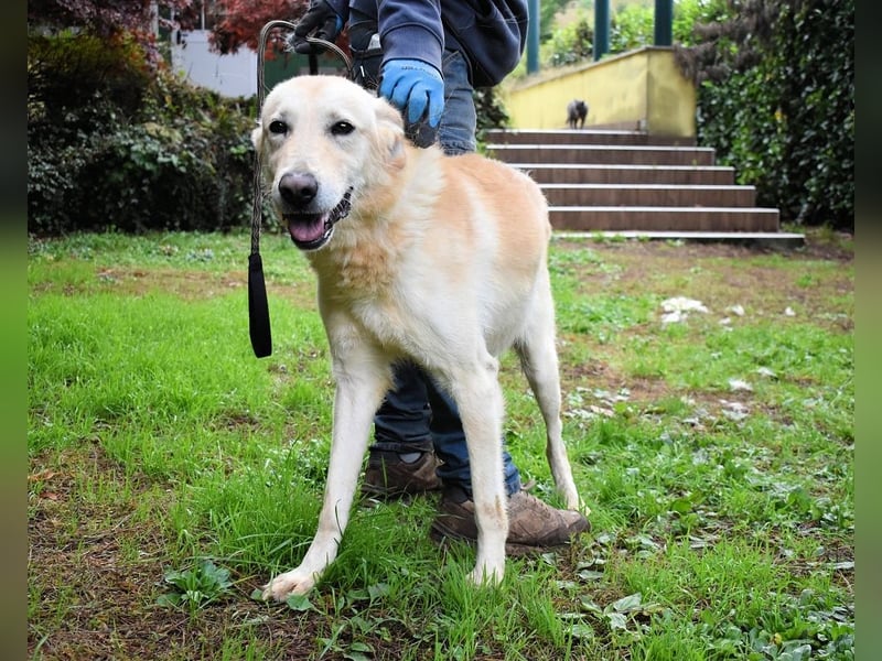 Yannick - SOS- Dringend Pflegestelle oder Zuhause gesucht - verloren zwischen Angst und Bindung