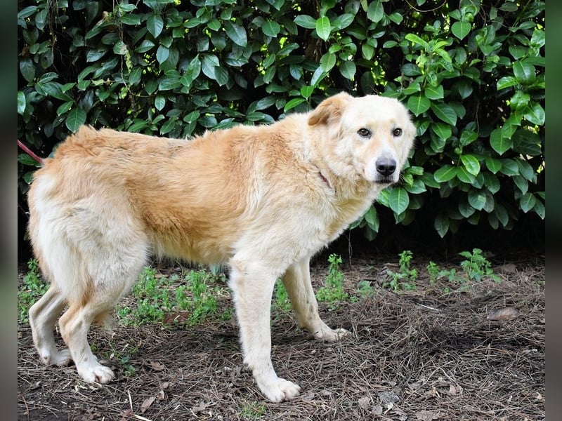 Antiloco - Nur ein Wunsch: endlich nach Hause!