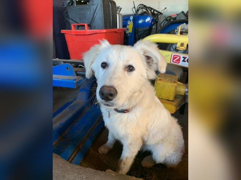 Tennison - Fellknäuel sucht dringend großes Körbchen