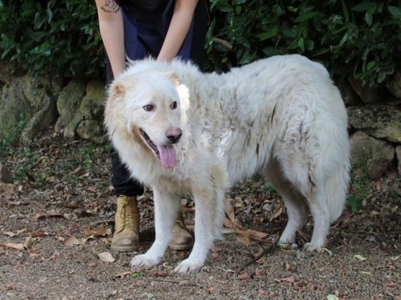 Pinturicchio - Finde den Fehler!