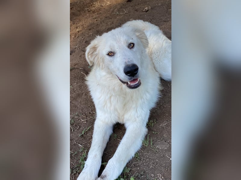 Madea - eine weiße Herzensbrecherin und ihre drei Schwestern