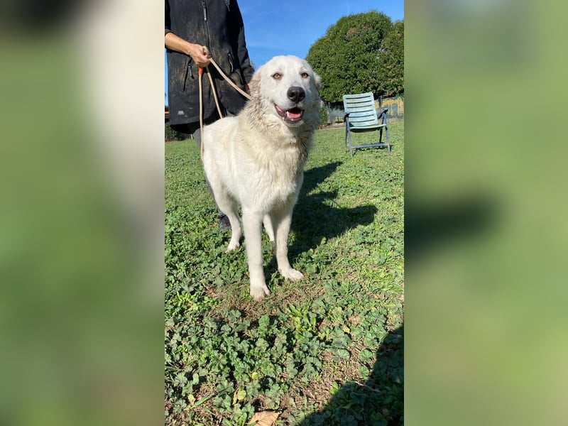 Mira - eine weiße Herzensbrecherin und ihre drei Schwestern