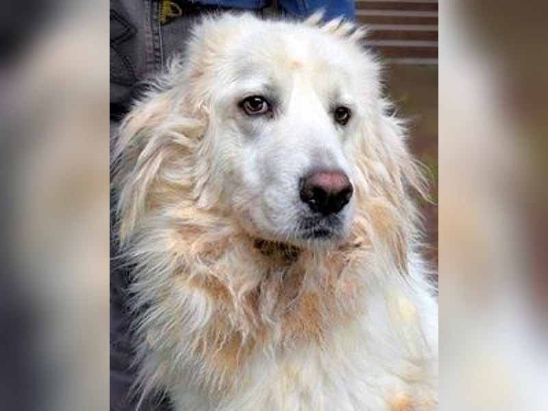 Aristodemo - nicht nur Schall und Rauch