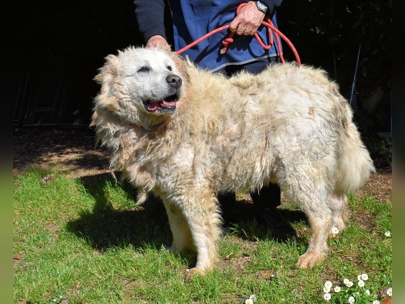 Noak - Alles nur Wunschdenken... ?