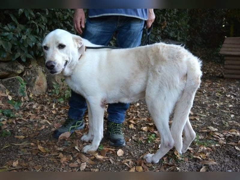Alisky - XXL Körbchen für sanfte Hundedame gesucht