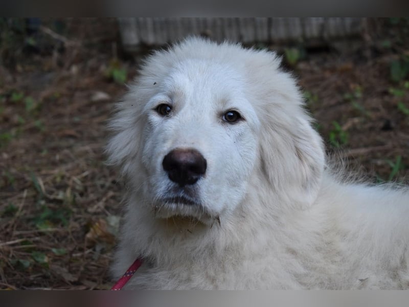 Leofric - Kleiner Löwe hat Großes vor