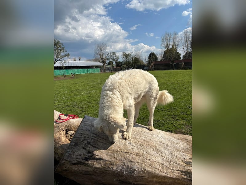 Cornelius - Woher soll er es können?