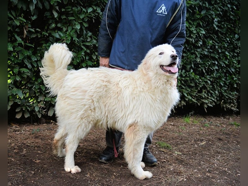 Leofric - Kleiner Löwe hat Großes vor