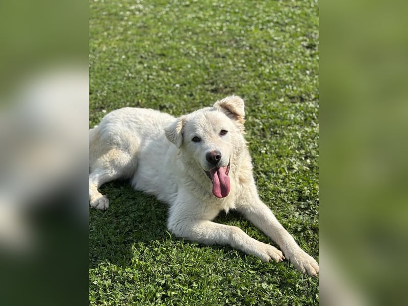 Cornelius - Woher soll er es können?