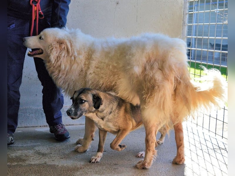 Albertone - Alles, alles Gute!!!