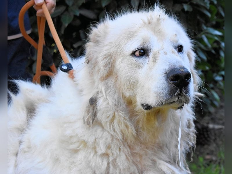 Apolonio - möchte für seine Menschen ein Fels in der Brandung sein