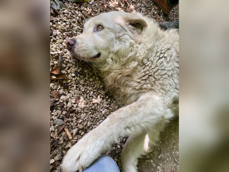 Luke - geboren, um zu schützen...