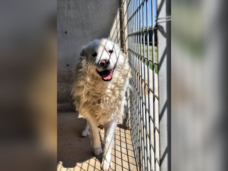 Haigen - Free HAIGEN