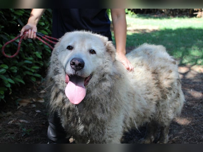 Noak - Alles nur Wunschdenken... ?