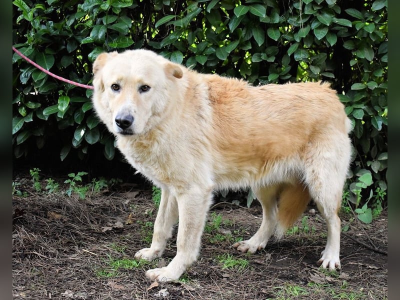 Antiloco - Nur ein Wunsch: endlich nach Hause!