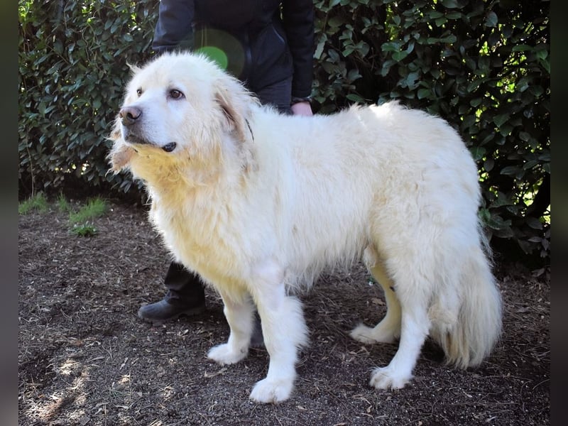 Balvin - Andere schauen bis zum Horizont