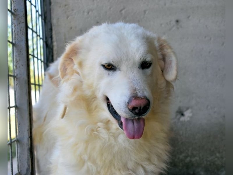 Folquet - Für immer zusammen?