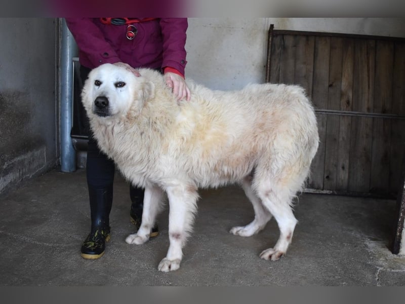 Daigle - "Tauschen Sie den Rest Ihres Zögerns gegen den Rest meines Lebens!"