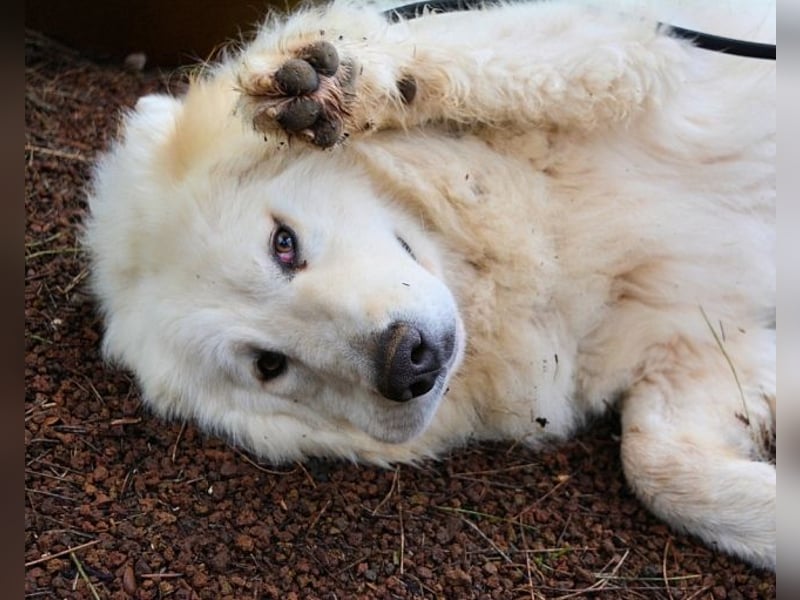 Hadriano - Viel mehr als nur einer unter vielen!