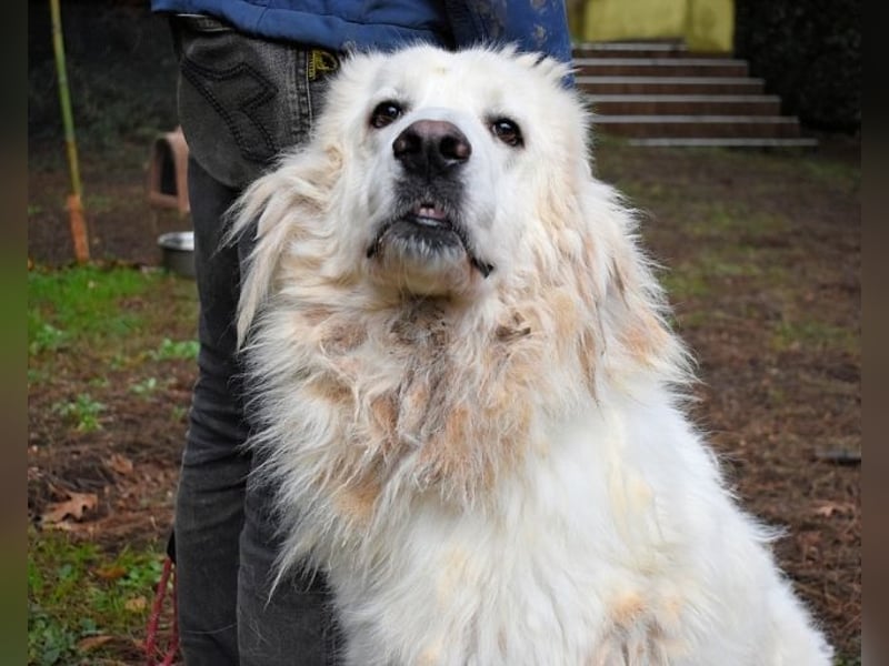 Aristodemo - nicht nur Schall und Rauch