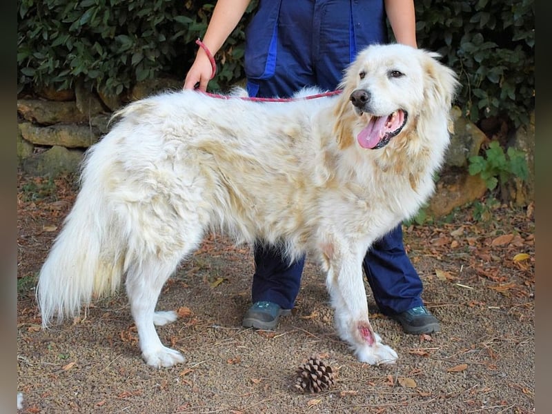 Aristodemo - nicht nur Schall und Rauch