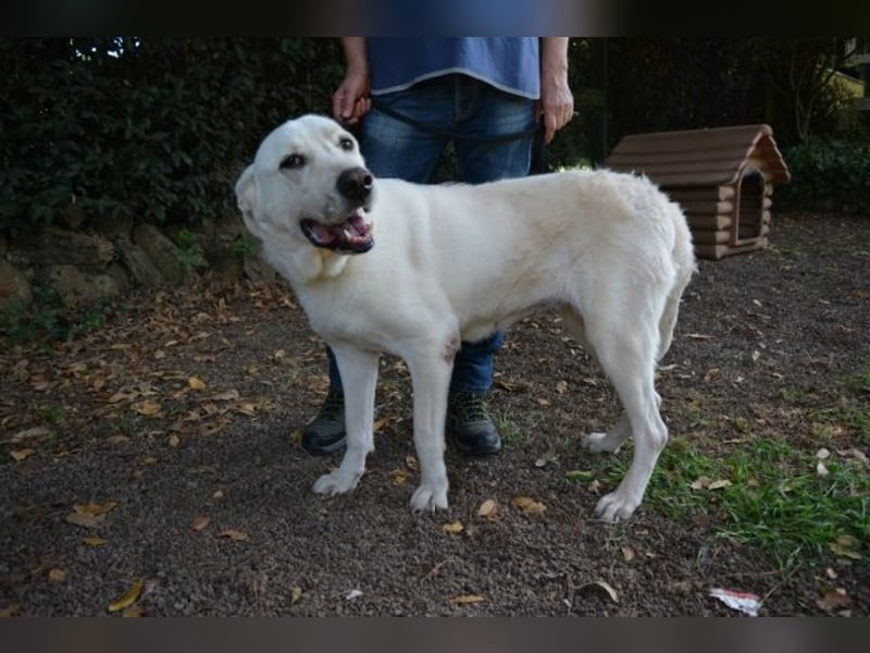 Alisky - XXL Körbchen für sanfte Hundedame gesucht