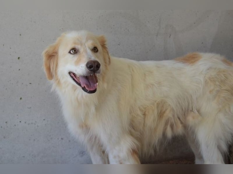 Pratheep - Vom Clan der Fussel - Pfoten