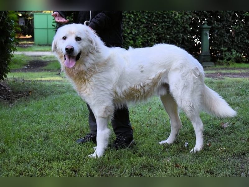 Balvin - Andere schauen bis zum Horizont