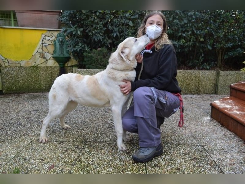 Neeko - Traumhund sucht Traummenschen