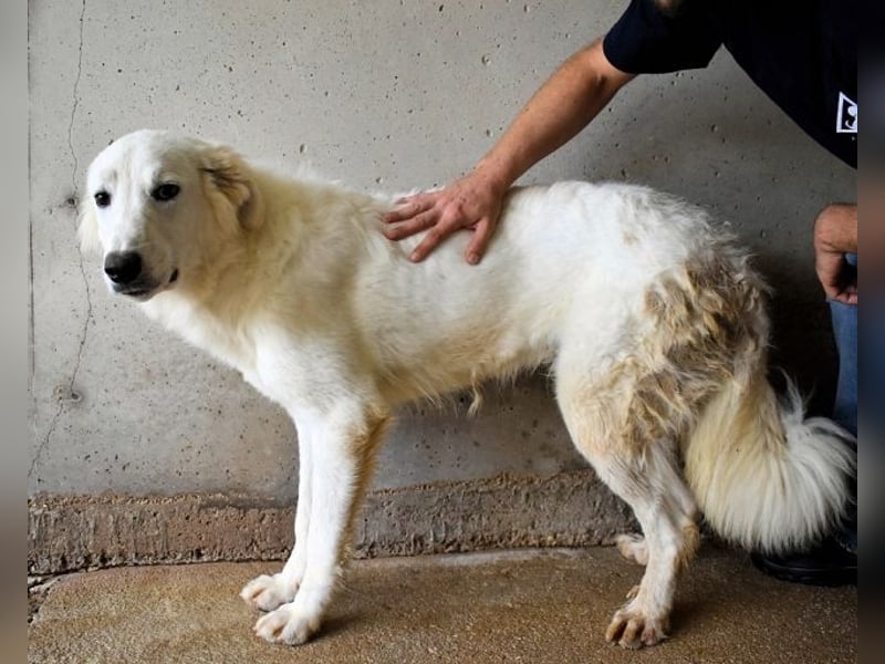 Hadrianus - weiß, es wird einmal ein Wunder gescheh'n