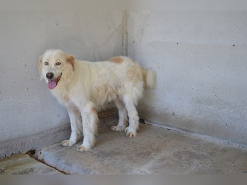 Pratheep - Vom Clan der Fussel - Pfoten