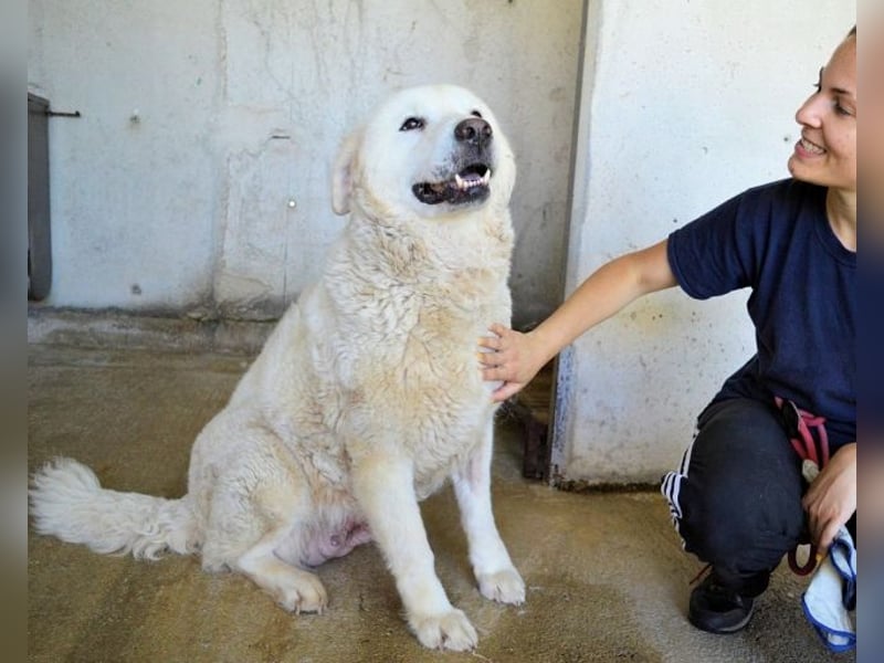 Eskie - aber bitte mit Sahne ins Glück!