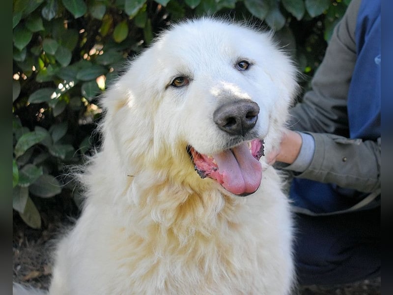 Hadriano - Viel mehr als nur einer unter vielen!