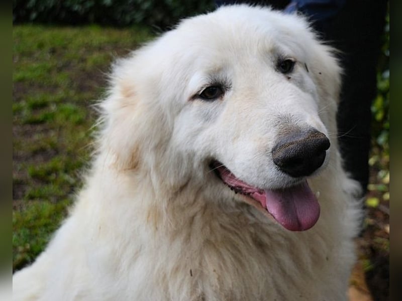 Hadriano - Viel mehr als nur einer unter vielen!