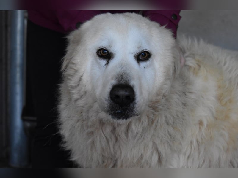 Daigle - "Tauschen Sie den Rest Ihres Zögerns gegen den Rest meines Lebens!"